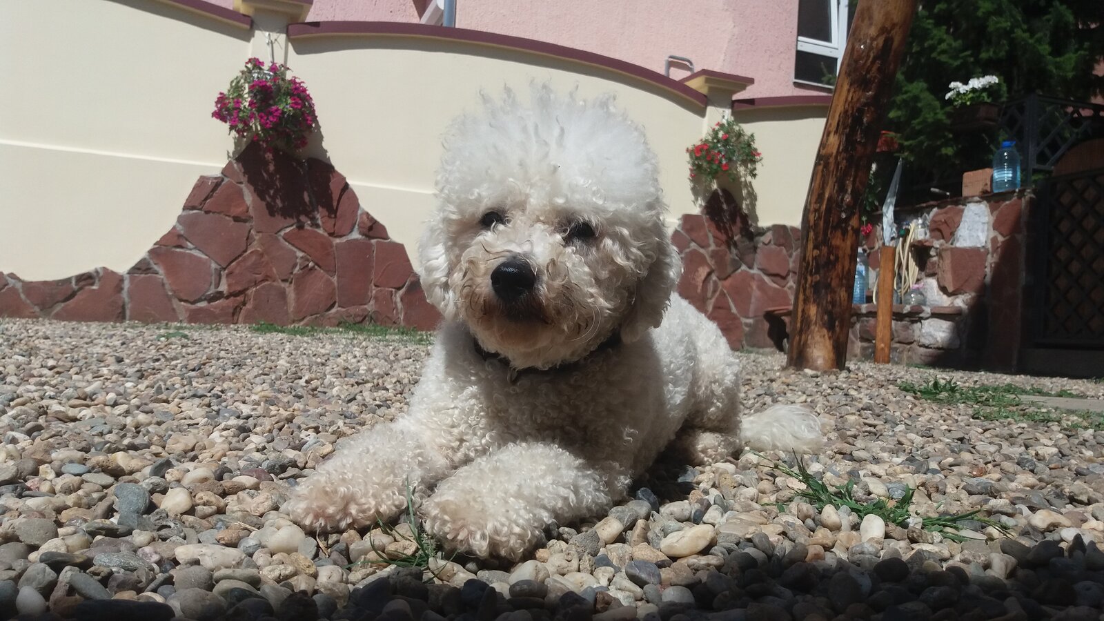 Dvorište pansiona za pse Golden Pets