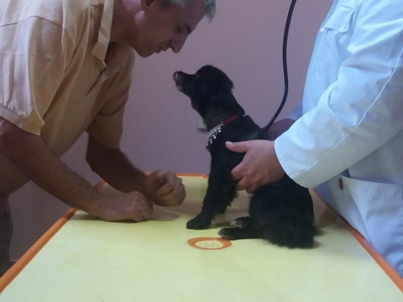 Veterinarski pregled psa tokom boravka u pansionu