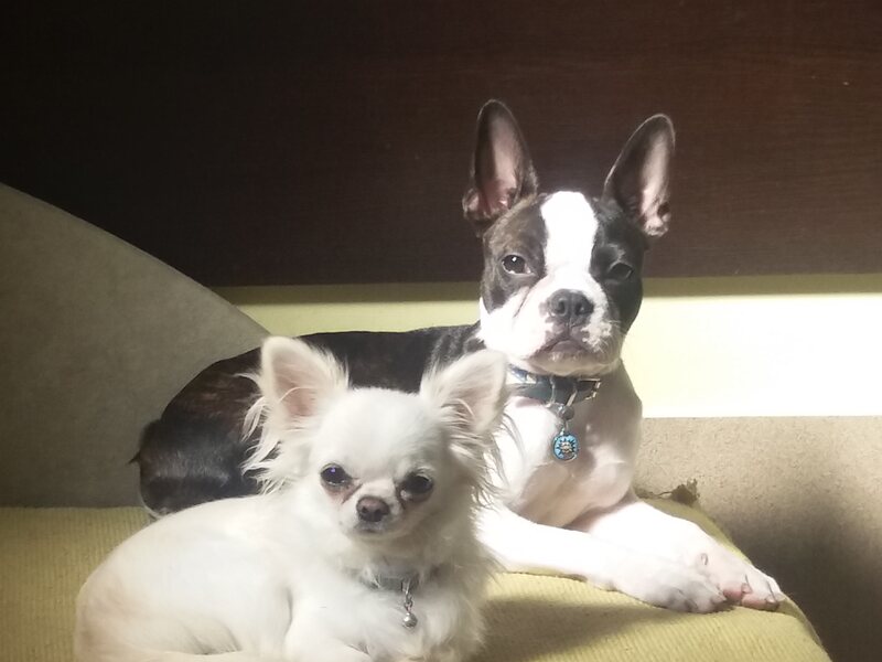 Novo jutro — Dea i Sarapa o Golden Pets pansionu