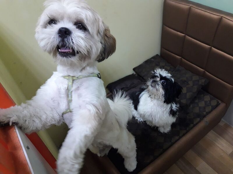 Ši-cu na kožnoj sofi u Golden Pets hotelu