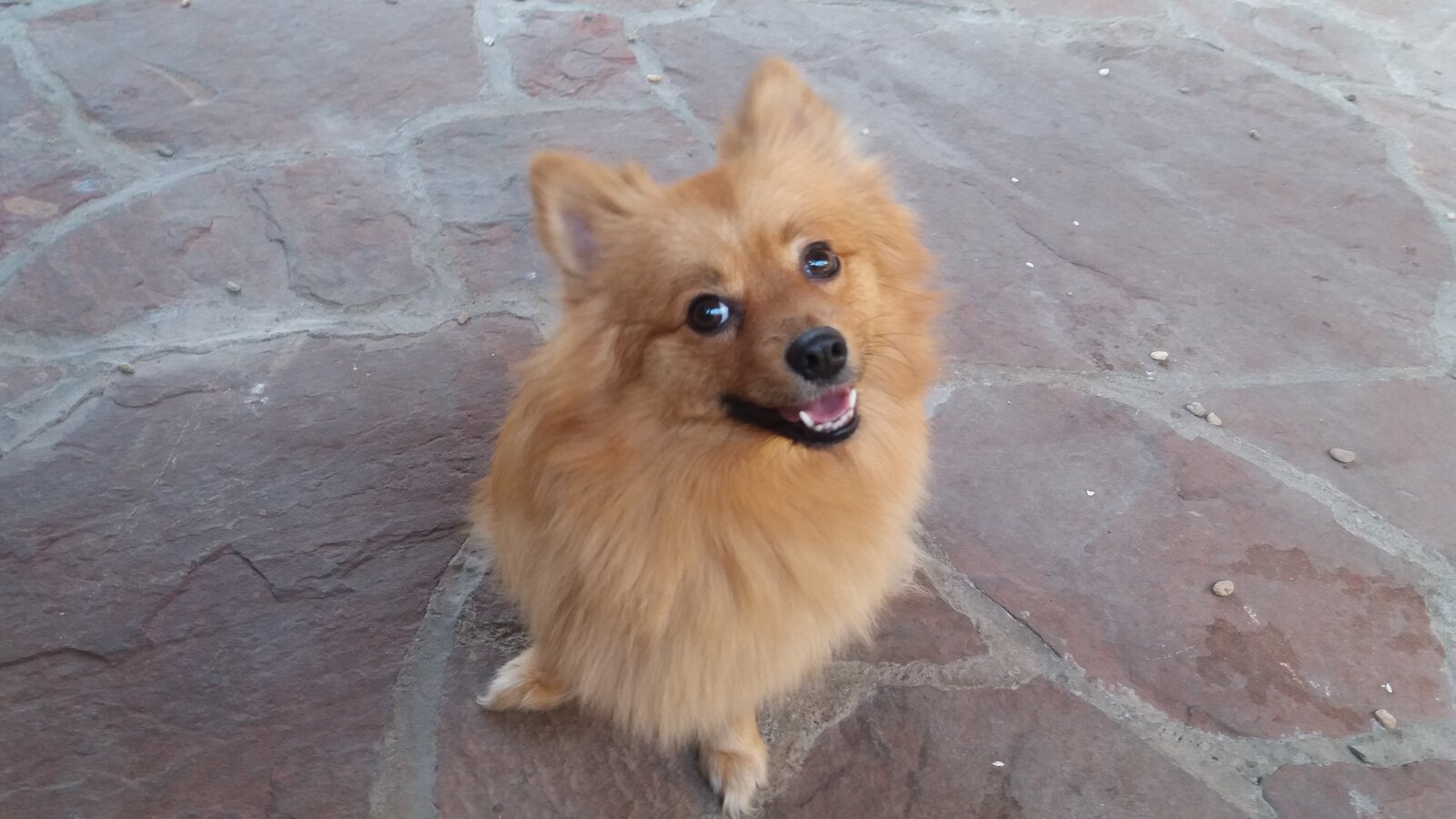 Pas male rase u dvorištu Golden Pets Hotela