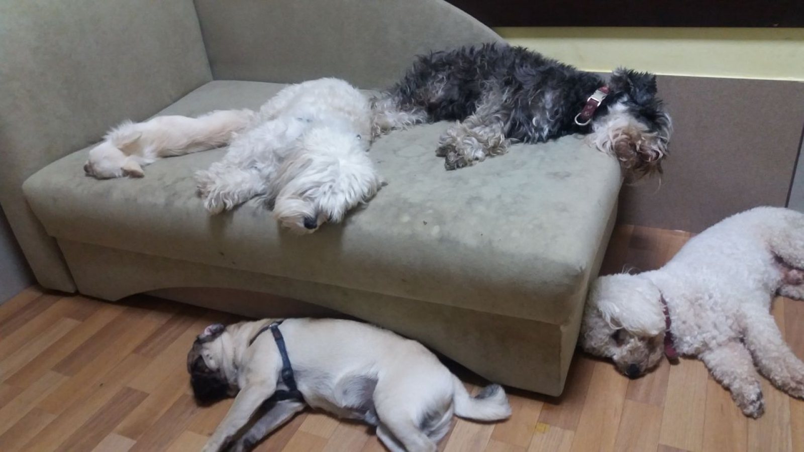 Psi malih rasa u dvorištu Golden Pets Hotela