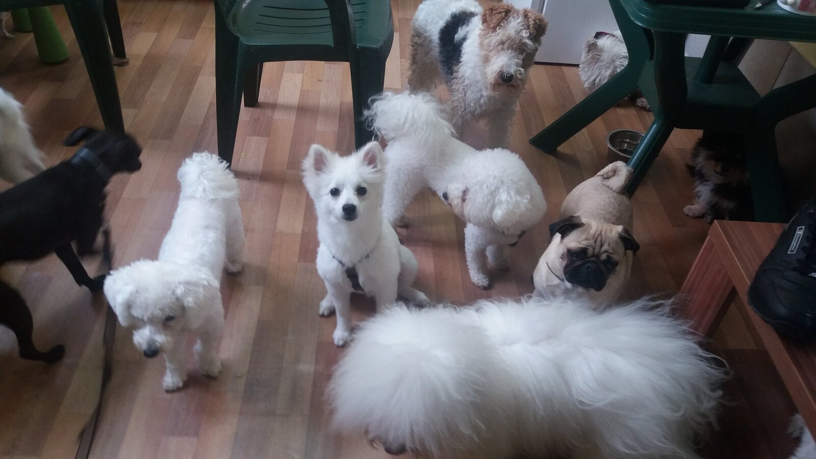 Više pasa malih rasa zajedno na terasi pansiona Golden Pets