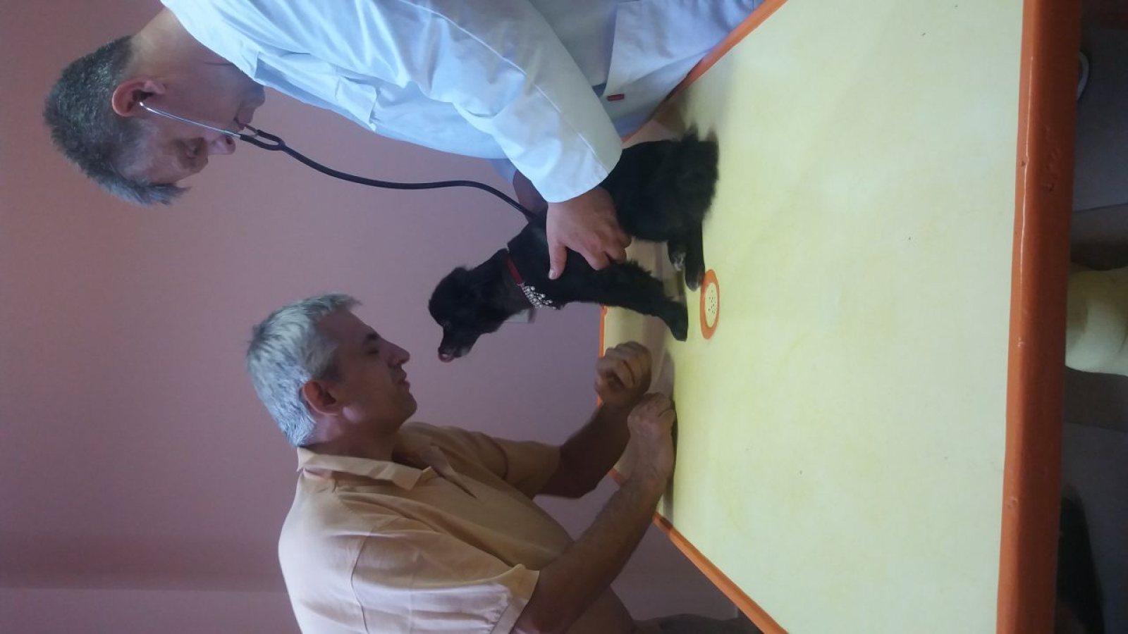 Veterinarski nadzor u pansionu za pse