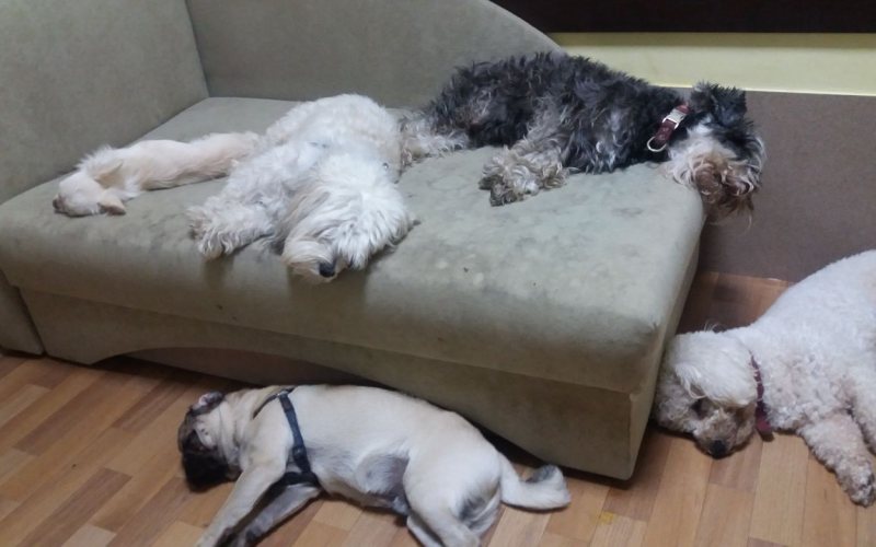 Golden Pets Hotel za pse malih rasa